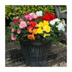 Begonia 'Nonstop' Mix | 20 Pack | Garden Ready Bedding -Cheap July Plants Store PL925224 add image 1 c5cb