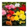 Begonia 'Nonstop' Mix | 20 Pack | Garden Ready Bedding 1 Begonia 'Nonstop' Mix | 20 Pack | Garden Ready Bedding -Cheap July Plants Store PL925224 main image 714a