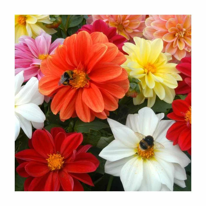Dahlia 'Figaro' Mix | 20 Pack | Garden Ready Bedding 4 Dahlia 'Figaro' Mix | 20 Pack | Garden Ready Bedding - Image 2