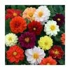 Dahlia 'Figaro' Mix | 20 Pack | Garden Ready Bedding 1 Dahlia 'Figaro' Mix | 20 Pack | Garden Ready Bedding -Cheap July Plants Store PL925226 main image 034d