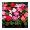 Geranium 'Palladium' Mix | 20 Pack | Garden Ready Bedding 1 Geranium 'Palladium' Mix | 20 Pack | Garden Ready Bedding -Cheap July Plants Store PL925227 main image 0249