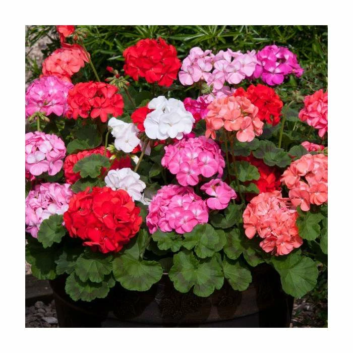 Geranium 'Palladium' Mix | 20 Pack | Garden Ready Bedding 3 Geranium 'Palladium' Mix | 20 Pack | Garden Ready Bedding