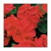 Geranium 'Palladium Red Shades' | 20 Pack | Garden Ready Bedding 1 Geranium 'Palladium Red Shades' | 20 Pack | Garden Ready Bedding -Cheap July Plants Store PL925228 main image c2f8