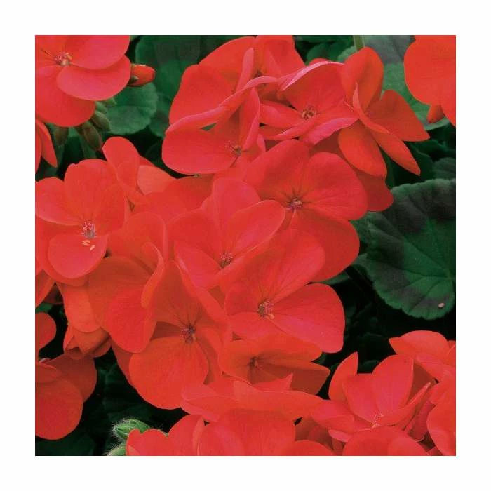 Geranium 'Palladium Red Shades' | 20 Pack | Garden Ready Bedding 3 Geranium 'Palladium Red Shades' | 20 Pack | Garden Ready Bedding