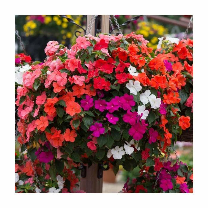 Impatiens 'Beacon' Mix | 20 Pack | Garden Ready Bedding 4 Impatiens 'Beacon' Mix | 20 Pack | Garden Ready Bedding - Image 2
