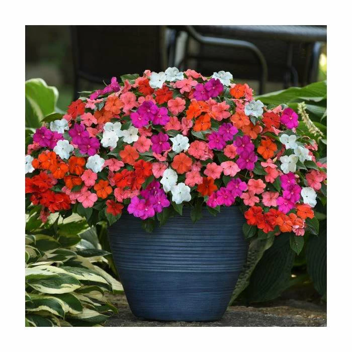 Impatiens 'Beacon' Mix | 20 Pack | Garden Ready Bedding 3 Impatiens 'Beacon' Mix | 20 Pack | Garden Ready Bedding