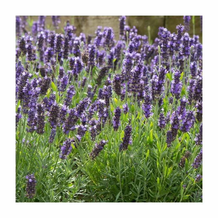 Lavandula 'Blue Spear' | 20 Pack | Garden Ready Bedding 4 Lavandula 'Blue Spear' | 20 Pack | Garden Ready Bedding - Image 2