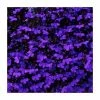 Lobelia 'Crystal Palace' | 20 Pack | Garden Ready Bedding 1 Lobelia 'Crystal Palace' | 20 Pack | Garden Ready Bedding -Cheap July Plants Store PL925231 main image f33d