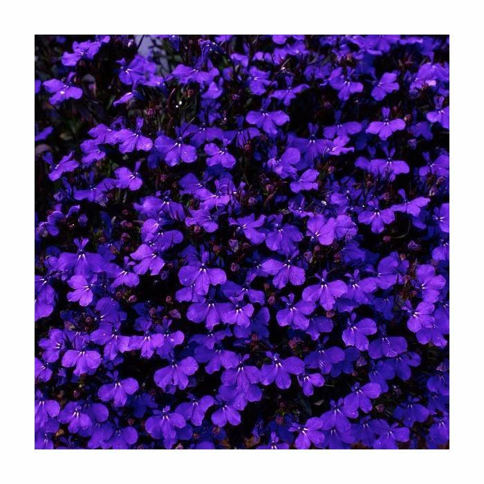 Lobelia 'Crystal Palace' | 20 Pack | Garden Ready Bedding 3 Lobelia 'Crystal Palace' | 20 Pack | Garden Ready Bedding