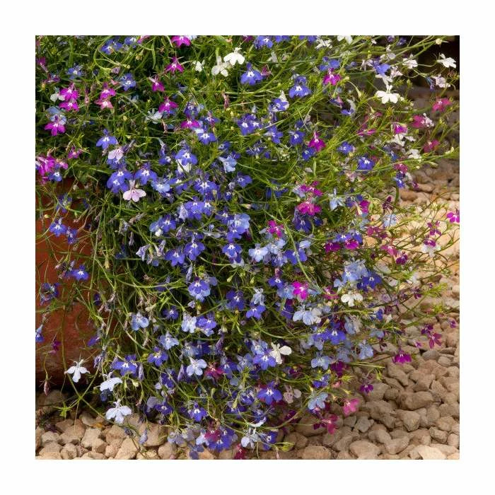 Lobelia 'Wonderfall' Mix | 20 Pack | Garden Ready Bedding 4 Lobelia 'Wonderfall' Mix | 20 Pack | Garden Ready Bedding - Image 2