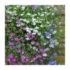 Lobelia 'Wonderfall' Mix | 20 Pack | Garden Ready Bedding