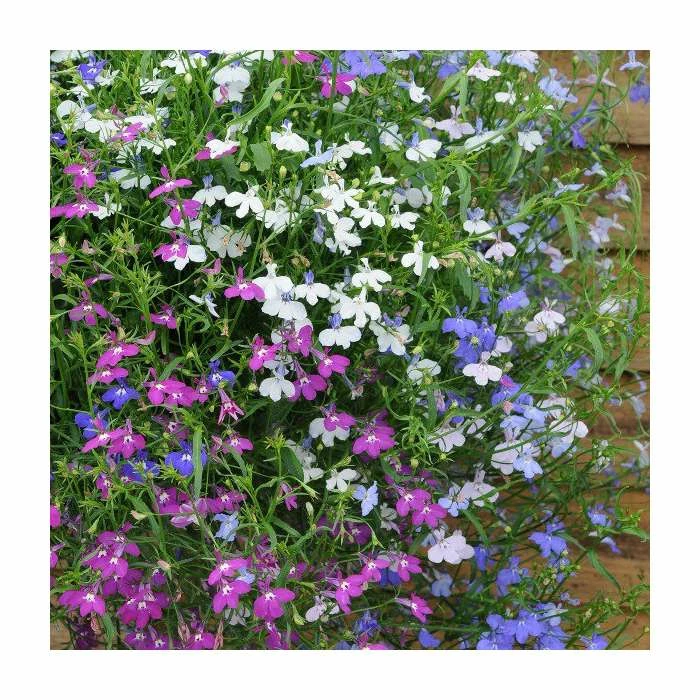 Lobelia 'Wonderfall' Mix | 20 Pack | Garden Ready Bedding 3 Lobelia 'Wonderfall' Mix | 20 Pack | Garden Ready Bedding