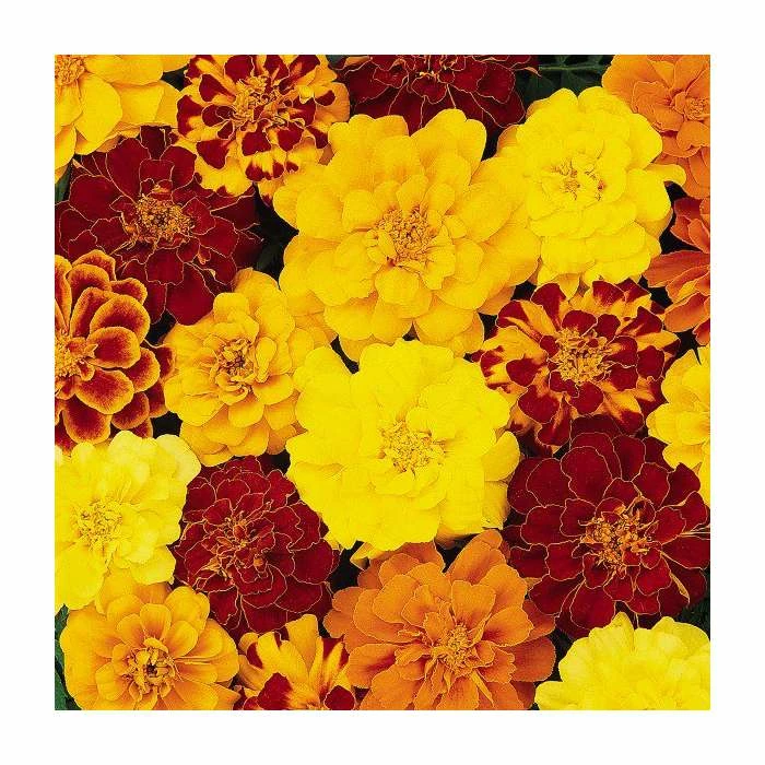 Marigold 'French Durango' Mix | 20 Pack | Garden Ready Bedding 4 Marigold 'French Durango' Mix | 20 Pack | Garden Ready Bedding - Image 2