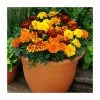 Marigold 'French Durango' Mix | 20 Pack | Garden Ready Bedding