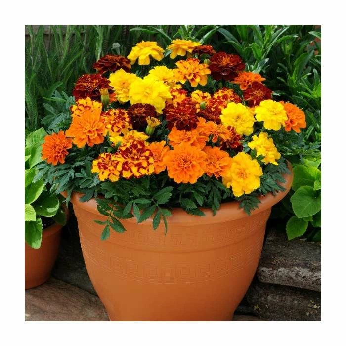 Marigold 'French Durango' Mix | 20 Pack | Garden Ready Bedding 3 Marigold 'French Durango' Mix | 20 Pack | Garden Ready Bedding