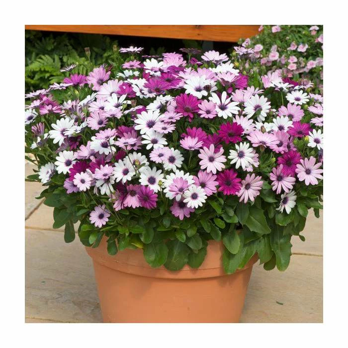 Osteospermum 'Berries and Cream' | 20 Pack | Garden Ready Bedding 4 Osteospermum 'Berries and Cream' | 20 Pack | Garden Ready Bedding - Image 2