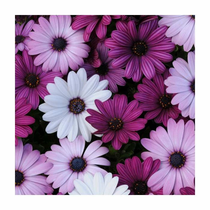 Osteospermum 'Berries and Cream' | 20 Pack | Garden Ready Bedding 3 Osteospermum 'Berries and Cream' | 20 Pack | Garden Ready Bedding