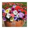 Petunia 'Frenzy' Mix | 20 Pack | Garden Ready Bedding 2 Petunia 'Frenzy' Mix | 20 Pack | Garden Ready Bedding -Cheap July Plants Store PL925235 main image 4c3a