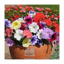Petunia 'Frenzy' Mix | 20 Pack | Garden Ready Bedding