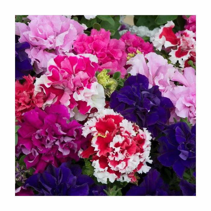 Petunia 'Pirouette' Mix | 20 Pack | Garden Ready Bedding 4 Petunia 'Pirouette' Mix | 20 Pack | Garden Ready Bedding - Image 2