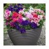 Petunia 'Pirouette' Mix | 20 Pack | Garden Ready Bedding -Cheap July Plants Store PL925236 main image b236