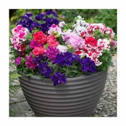 Petunia 'Pirouette' Mix | 20 Pack | Garden Ready Bedding
