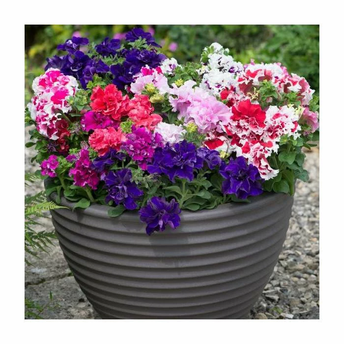 Petunia 'Pirouette' Mix | 20 Pack | Garden Ready Bedding 3 Petunia 'Pirouette' Mix | 20 Pack | Garden Ready Bedding