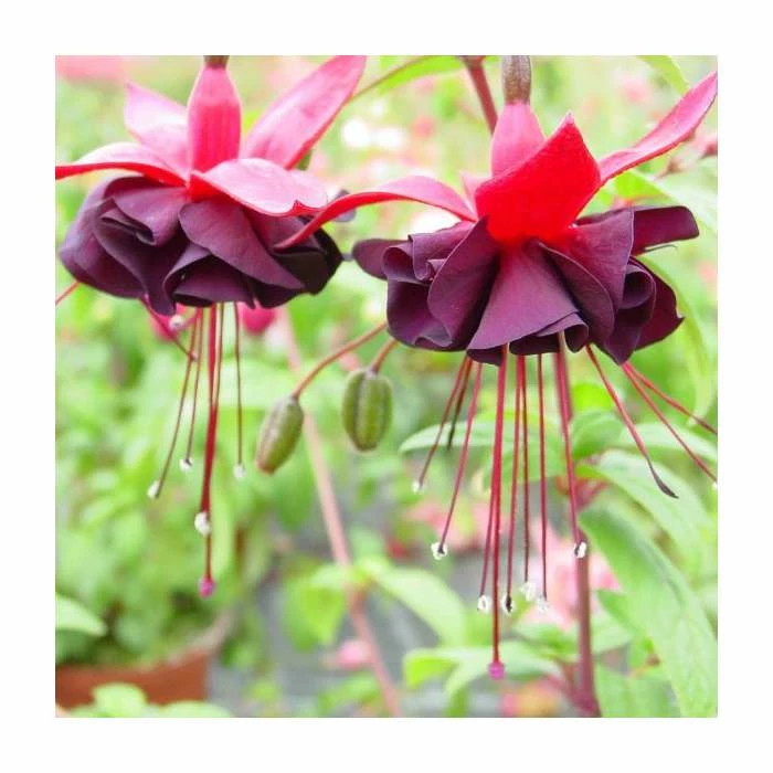 Fuchsia 'Blacky Midnight' | 10.5cm Pot 4 Fuchsia 'Blacky Midnight' | 10.5cm Pot - Image 2
