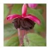 Fuchsia 'Blacky Midnight' | 10.5cm Pot 2 Fuchsia 'Blacky Midnight' | 10.5cm Pot -Cheap July Plants Store PL925262 main image f121