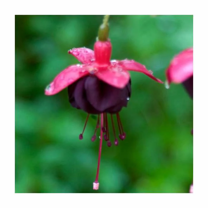 Fuchsia 'New Millenium' | 10.5cm Pot 3 Fuchsia 'New Millenium' | 10.5cm Pot