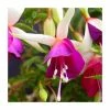 Fuchsia 'Auntie Jinks' | 10.5cm Pot