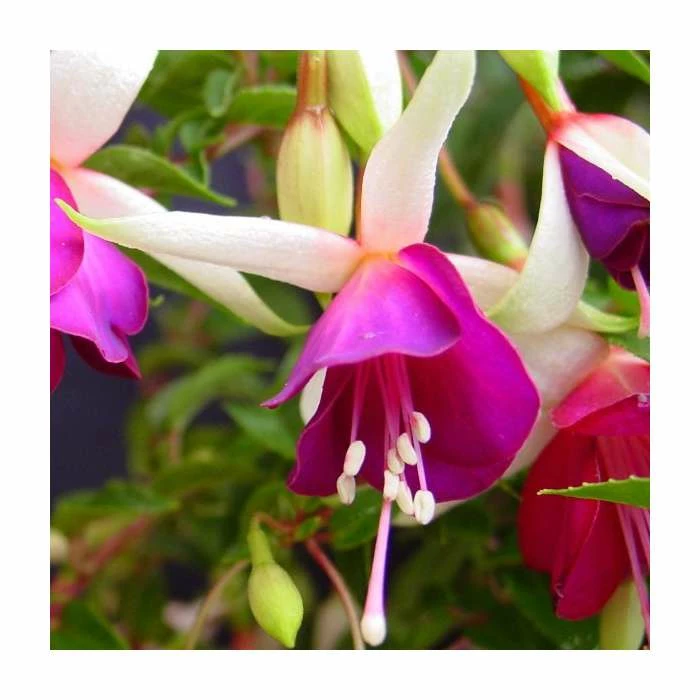 Fuchsia 'Auntie Jinks' | 10.5cm Pot 3 Fuchsia 'Auntie Jinks' | 10.5cm Pot