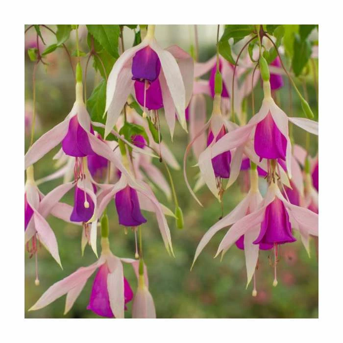Fuchsia 'Carmel Blue' | 10.5cm Pot 4 Fuchsia 'Carmel Blue' | 10.5cm Pot - Image 2