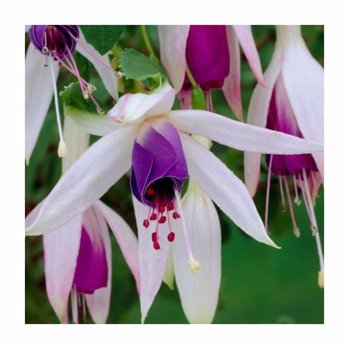 Fuchsia 'Carmel Blue' | 10.5cm Pot 3 Fuchsia 'Carmel Blue' | 10.5cm Pot