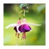 Fuchsia 'La Campanella' | 10.5cm Pot -Cheap July Plants Store PL925272 main image 97d0