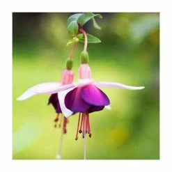 Fuchsia 'La Campanella' | 10.5cm Pot