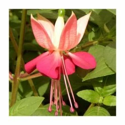 Fuchsia 'Paula Jane' | 10.5cm Pot