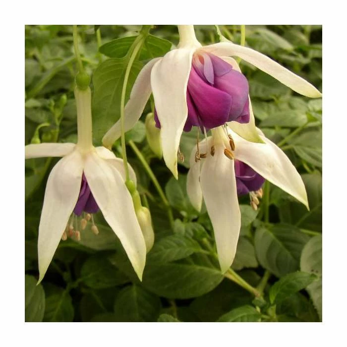 Fuchsia 'Quasar' | 10.5cm Pot 3 Fuchsia 'Quasar' | 10.5cm Pot