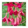 Fuchsia 'Red Spider' | 10.5cm Pot 2 Fuchsia 'Red Spider' | 10.5cm Pot -Cheap July Plants Store PL925279 main image 14cb