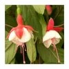 Fuchsia 'Spring Bells' (Snow Cap) | 10.5cm Pot 1 Fuchsia 'Spring Bells' (Snow Cap) | 10.5cm Pot -Cheap July Plants Store PL925281 main image deb0