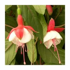 Fuchsia 'Spring Bells' (Snow Cap) | 10.5cm Pot
