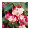 Fuchsia 'Swingtime' | 10.5cm Pot -Cheap July Plants Store PL925282 main image fa83
