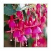 Fuchsia 'Beacon' | 10.5cm Pot -Cheap July Plants Store PL925287 main image 28a7