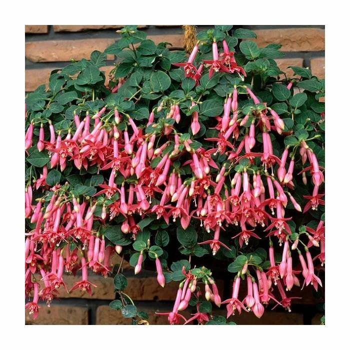 Fuchsia 'Coralle' | 10.5cm Pot 3 Fuchsia 'Coralle' | 10.5cm Pot