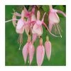 Fuchsia 'Miss California' | 10.5cm Pot -Cheap July Plants Store PL925291 main image 405a