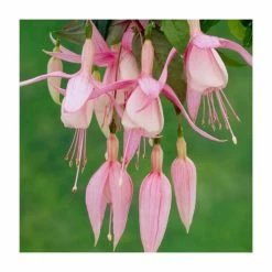 Fuchsia 'Miss California' | 10.5cm Pot