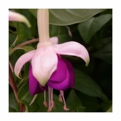 Fuchsia 'Pink Ballet Girl' | 10.5cm Pot