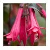 Fuchsia 'Eruption' | 10.5cm Pot -Cheap July Plants Store PL925295 main image 3979