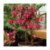 Fuchsia 'Autumnale' | 10.5cm Pot 1 Fuchsia 'Autumnale' | 10.5cm Pot -Cheap July Plants Store PL925299 main image a6c0