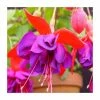 Fuchsia 'Voodoo' | 10.5cm Pot -Cheap July Plants Store PL925300 main image 5fdb